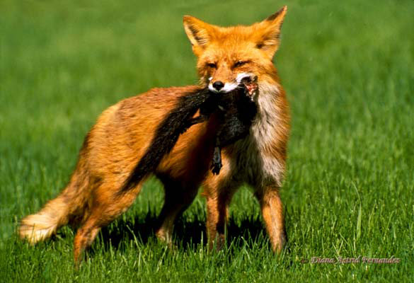 Red-Fox-with-kill-Toronto